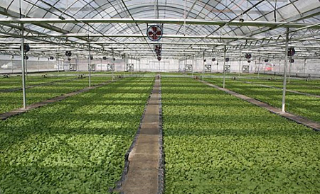 如何加強(qiáng)曬紅煙苗床精益管理